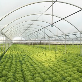プレーヤー GREENHOUSE Farmer 