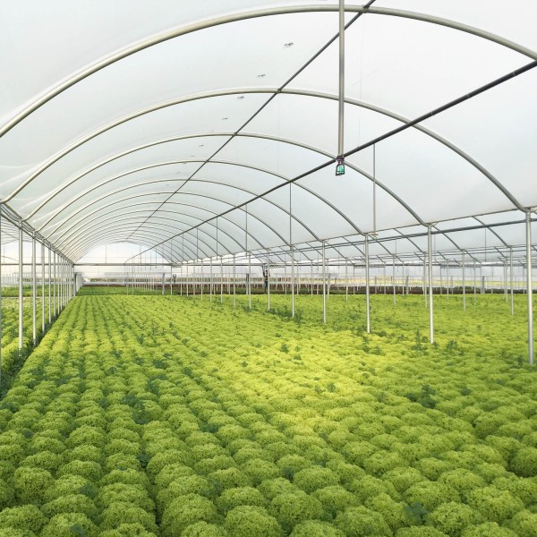 Jiggly Greenhouse® Apex Poly Grow Film - Clear (4-Year, 6 Mil) - 10 ft. Wide x 110 ft. Long