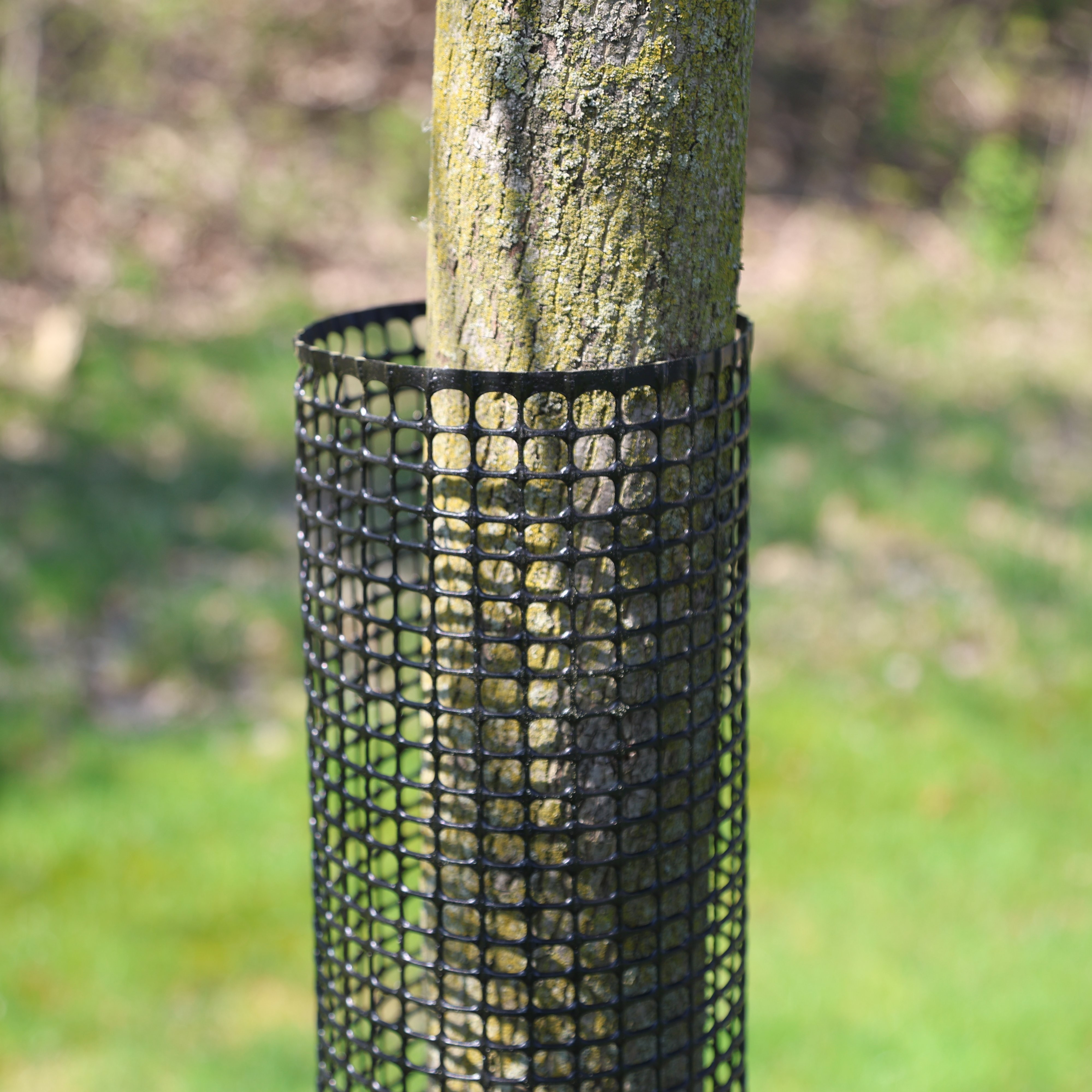 Rigid Mesh Tree Guard for Tree Trunk Protection | 48