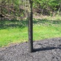 Rigid Mesh Tree Guard for Tree Trunk Protection | 36" H, 4" Dia, 1/2" Mesh