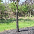 Rigid Mesh Tree Guard for Tree Trunk Protection | 36" H, 4" Dia, 1/2" Mesh