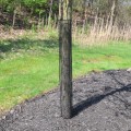 Rigid Mesh Tree Guard for Tree Trunk Protection | 36" H, 4" Dia, 1/2" Mesh