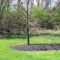 Rigid Mesh Tree Guard for Tree Trunk Protection | 36" H, 4" Dia, 1/2" Mesh
