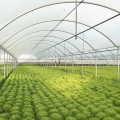 Clear Plastic Greenhouse Grow Film (4-Year, 6 Mil) Jiggly Greenhouse? Apex - 28 ft. Wide x 100 ft. Long *Please Note: Image Size Shown May Vary From Product Received