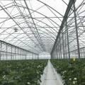 Clear Plastic Greenhouse Grow Film (4-Year, 6 Mil) Jiggly Greenhouse® Apex - Size Cut To Order