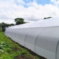 Clear Plastic Greenhouse Grow Film (4-Year, 6 Mil) Jiggly Greenhouse® Apex - Size Cut To Order