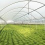 Clear Plastic Greenhouse Grow Film (4-Year, 6 Mil) Jiggly Greenhouse® Apex - 28 ft. Wide x 300 ft. Long