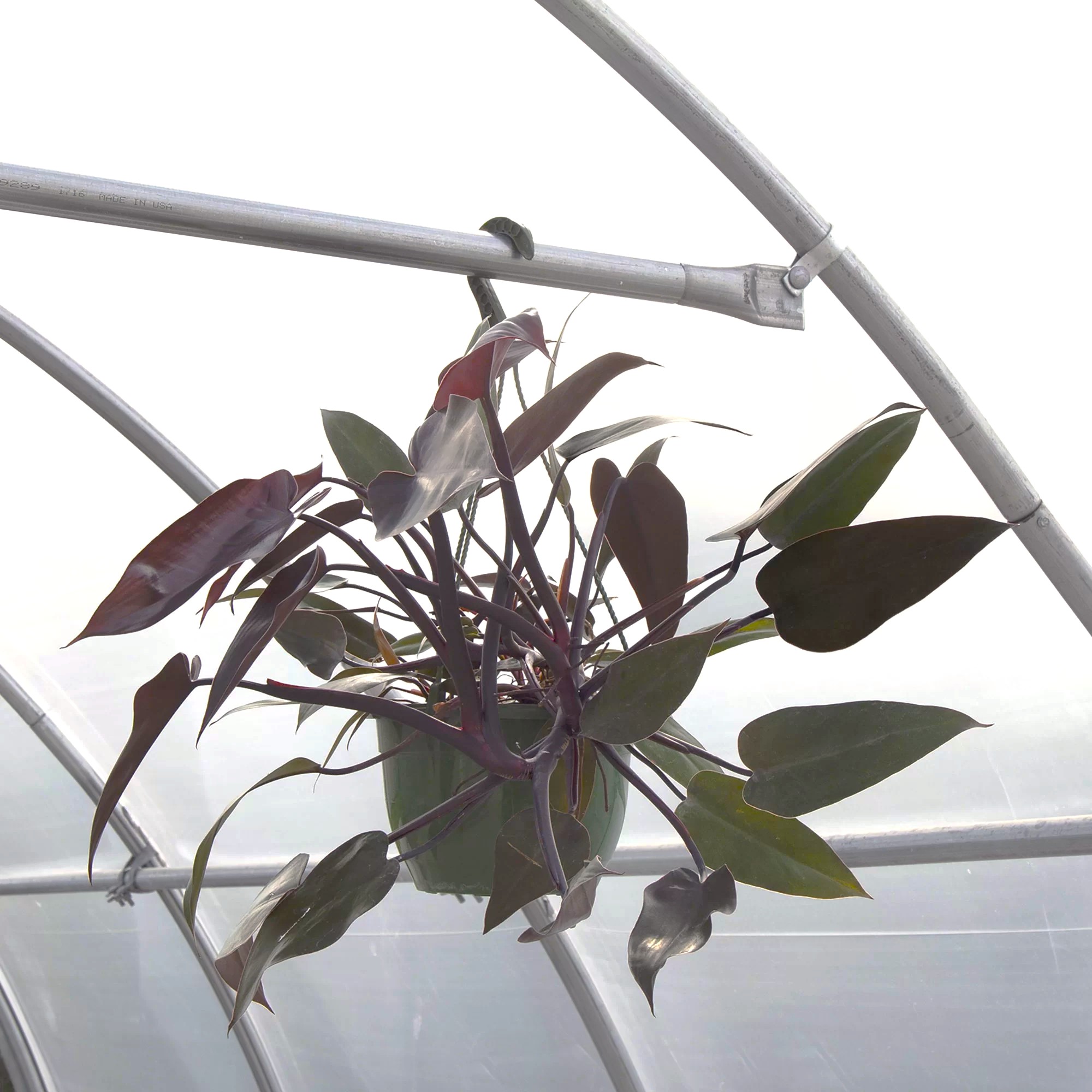 A plant hanging on a beam