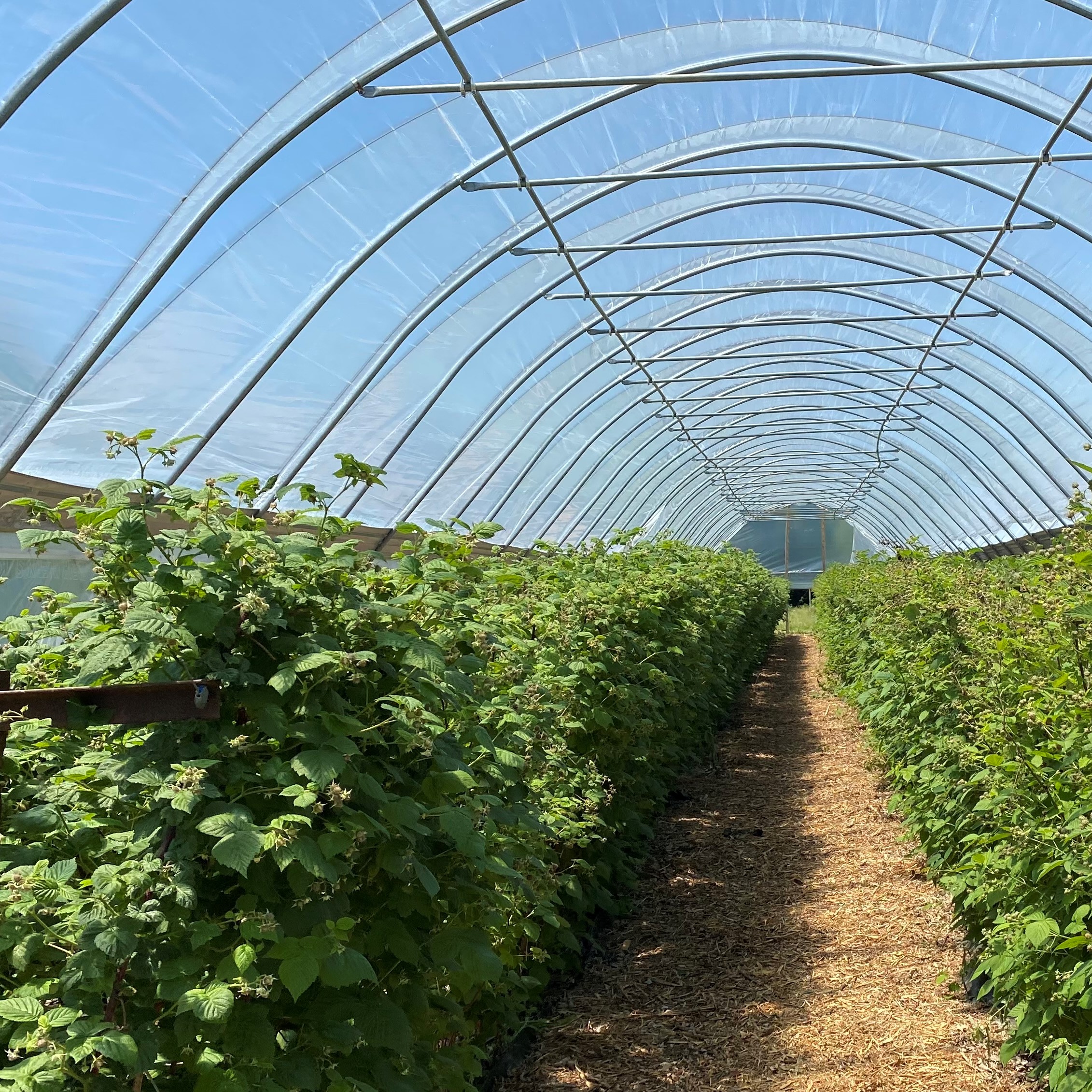 Direct sunlight in greenhouse