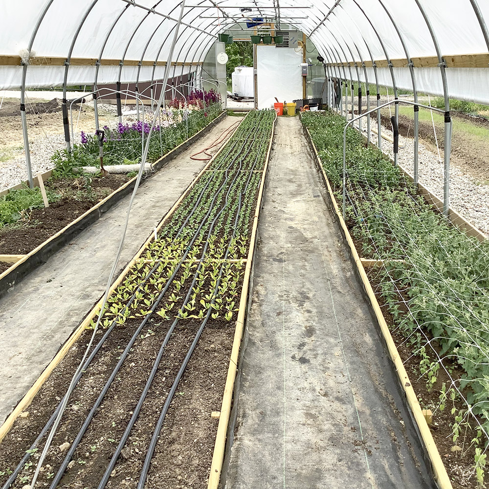 Diffused light in greenhouse