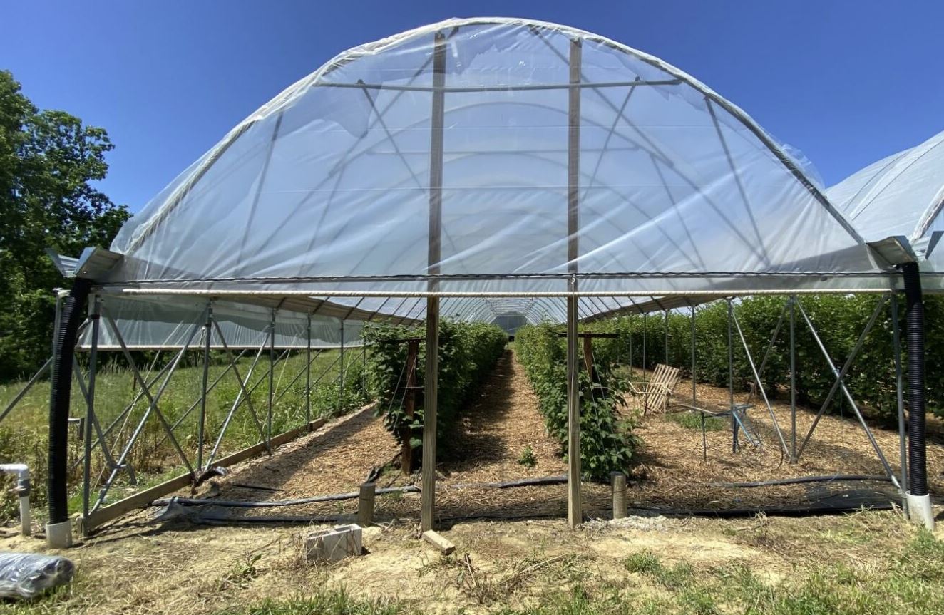 greenhouse with sidewalls rolled up