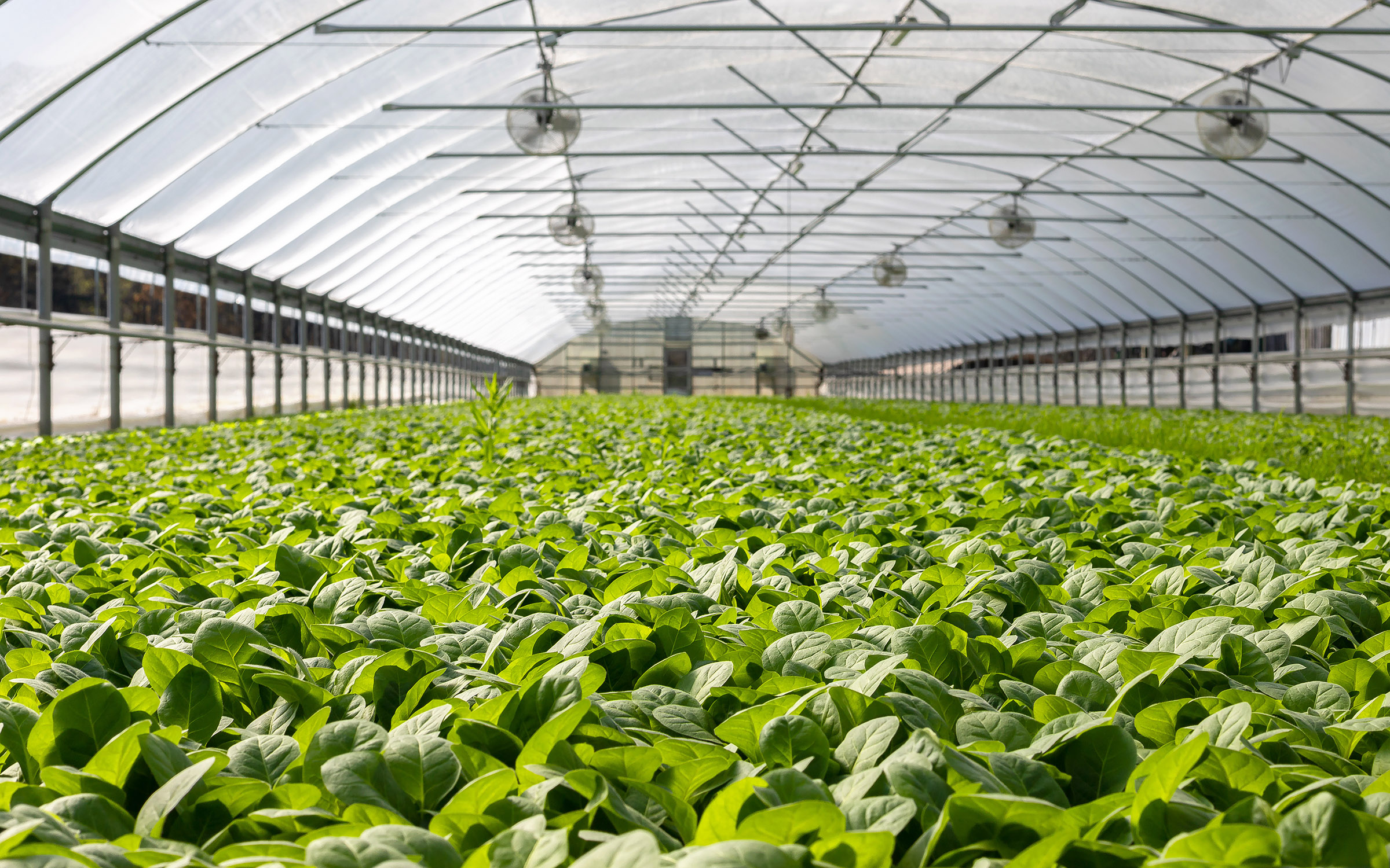 Inside of Greenhouse