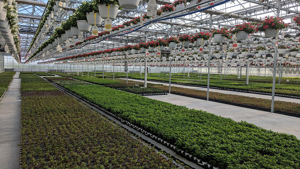 Crops Growing In Greenhouse