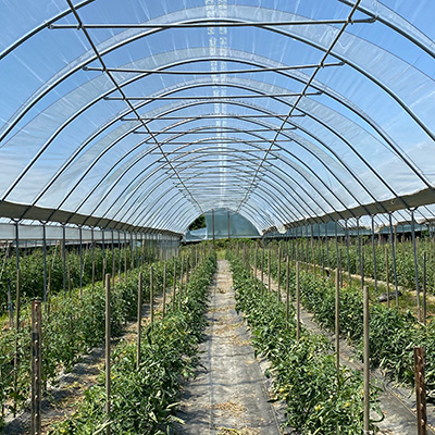 Crops growing under Apex Greenhouse Plastic
