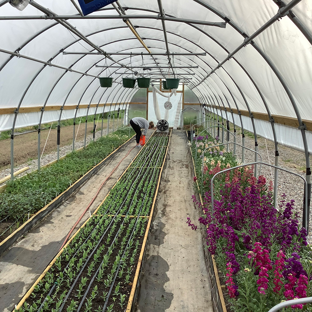 Summer greenhouse ventilation
