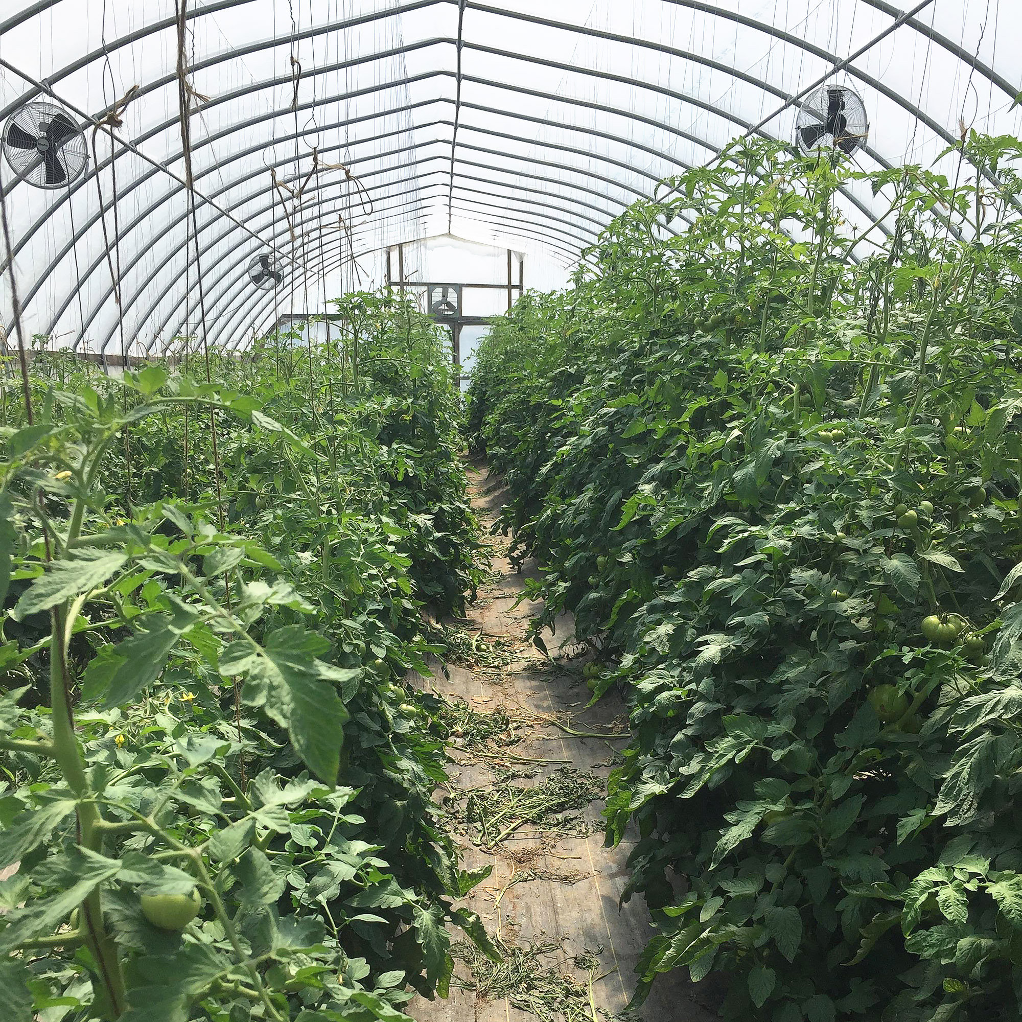 Inside of Greenhouse
