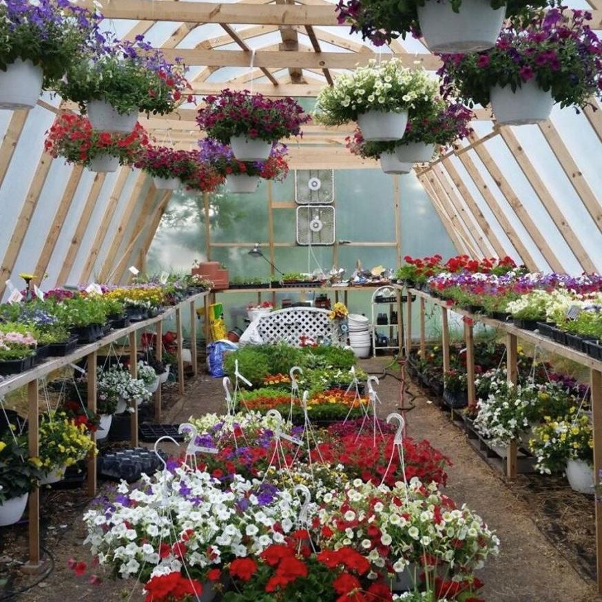Flowers in a Greenhouse