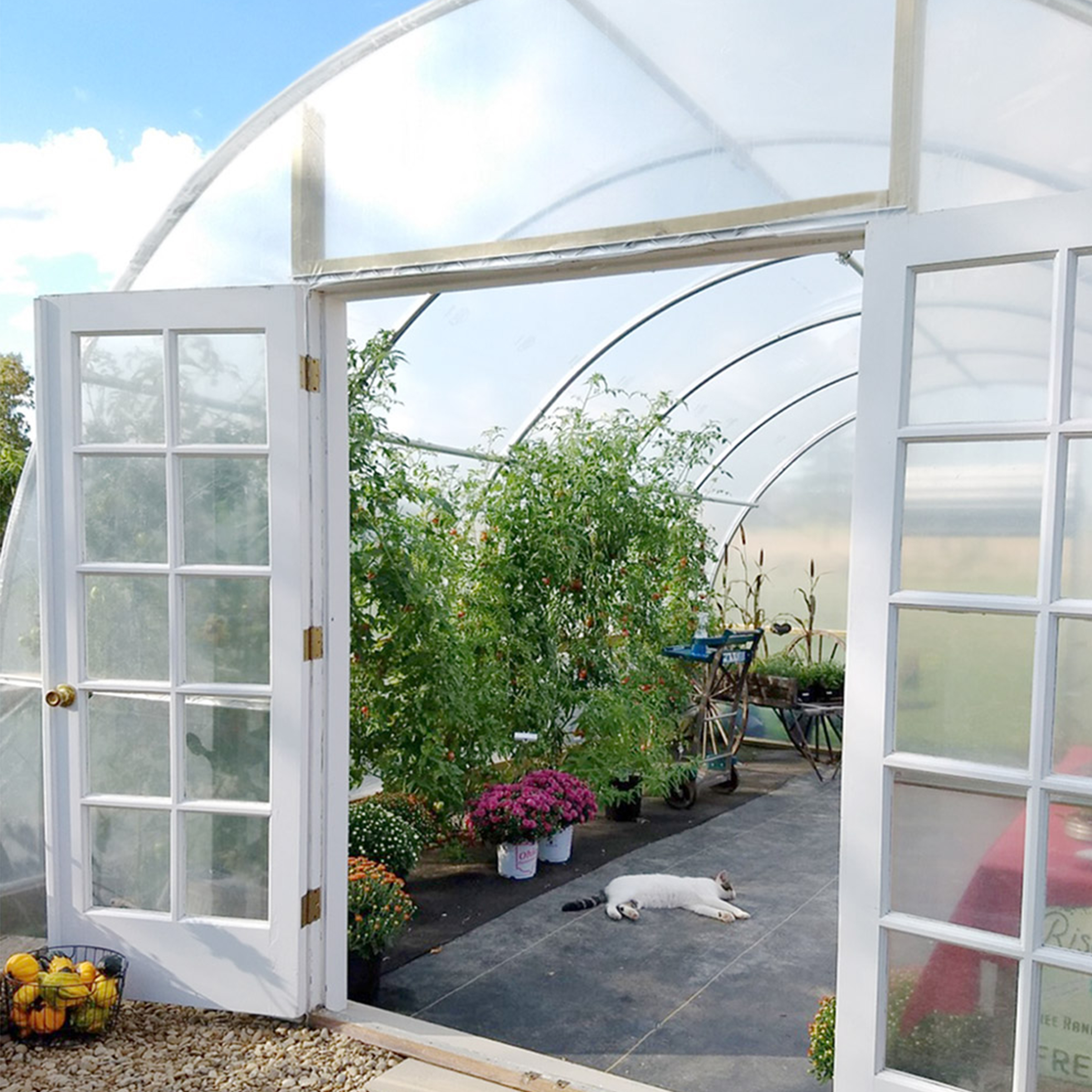 green house installation photo open door with cat