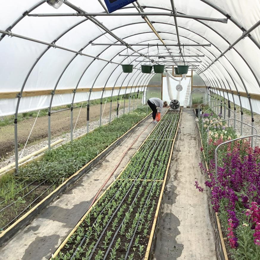 Greenhouse Growing & Planning