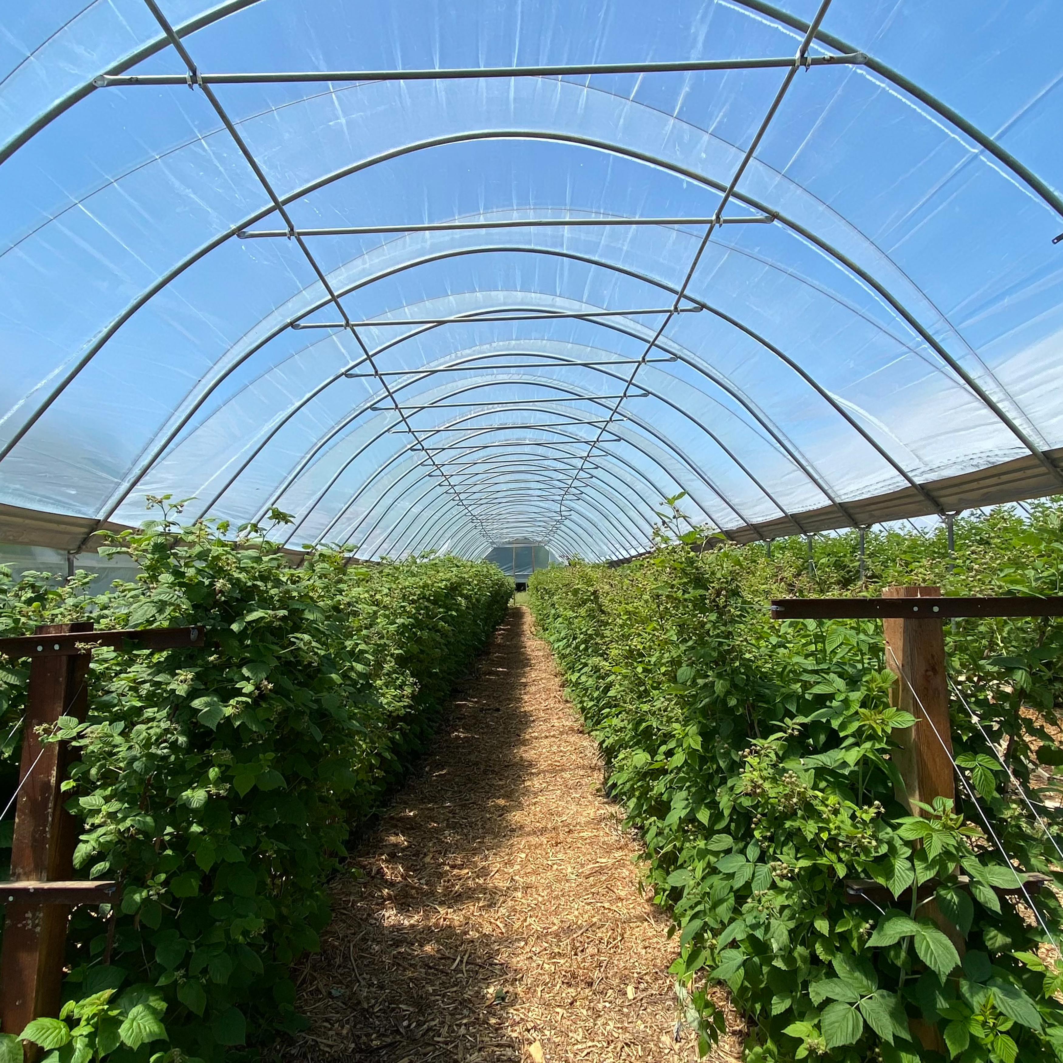 greenhouse installation image inside lots of greenery