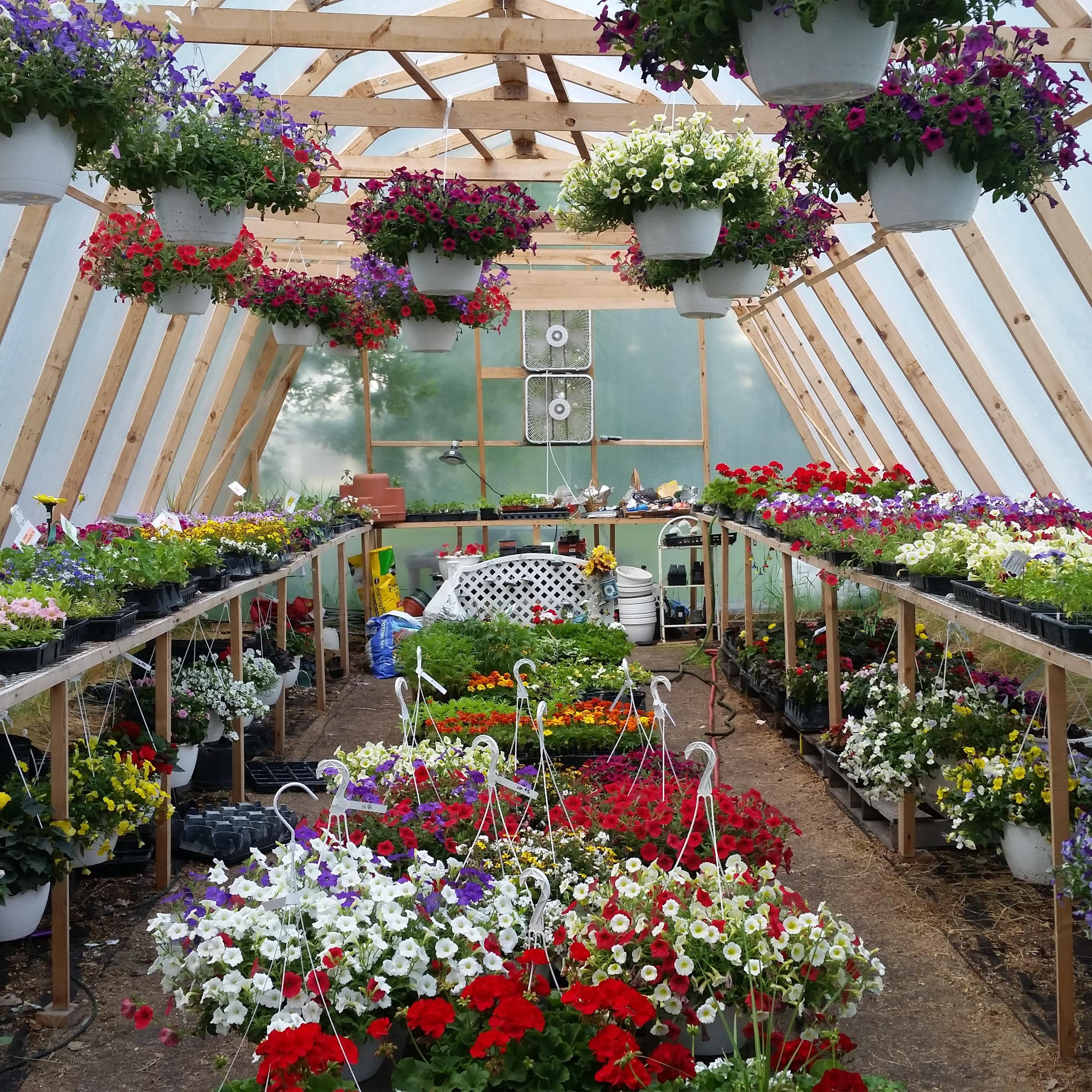 greenhouse installation image lots of colorful flowers