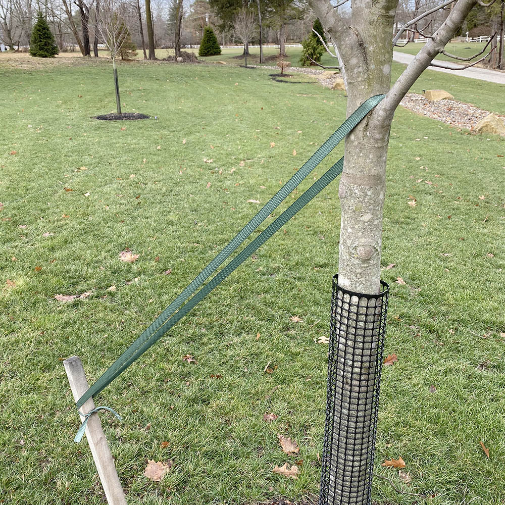 Jiggly Greenhouse® Tree Tie Webbing With Tree Guards