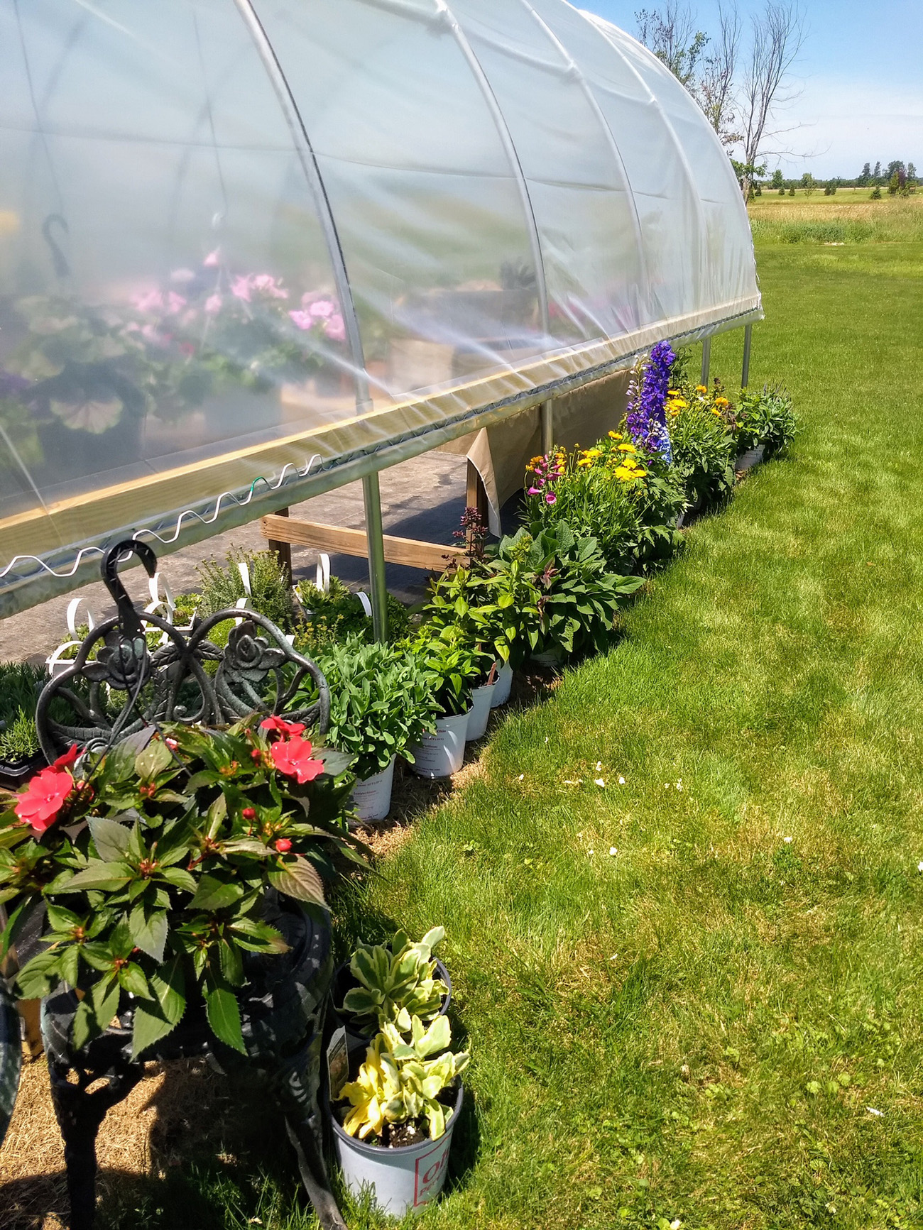 Greenhouse With Plastic Sides