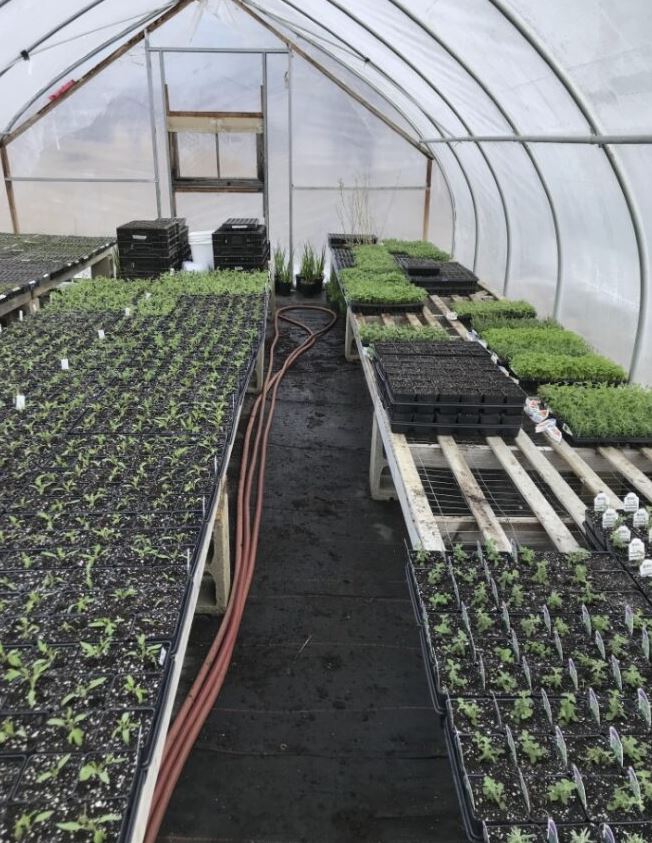 seedling greenhouse