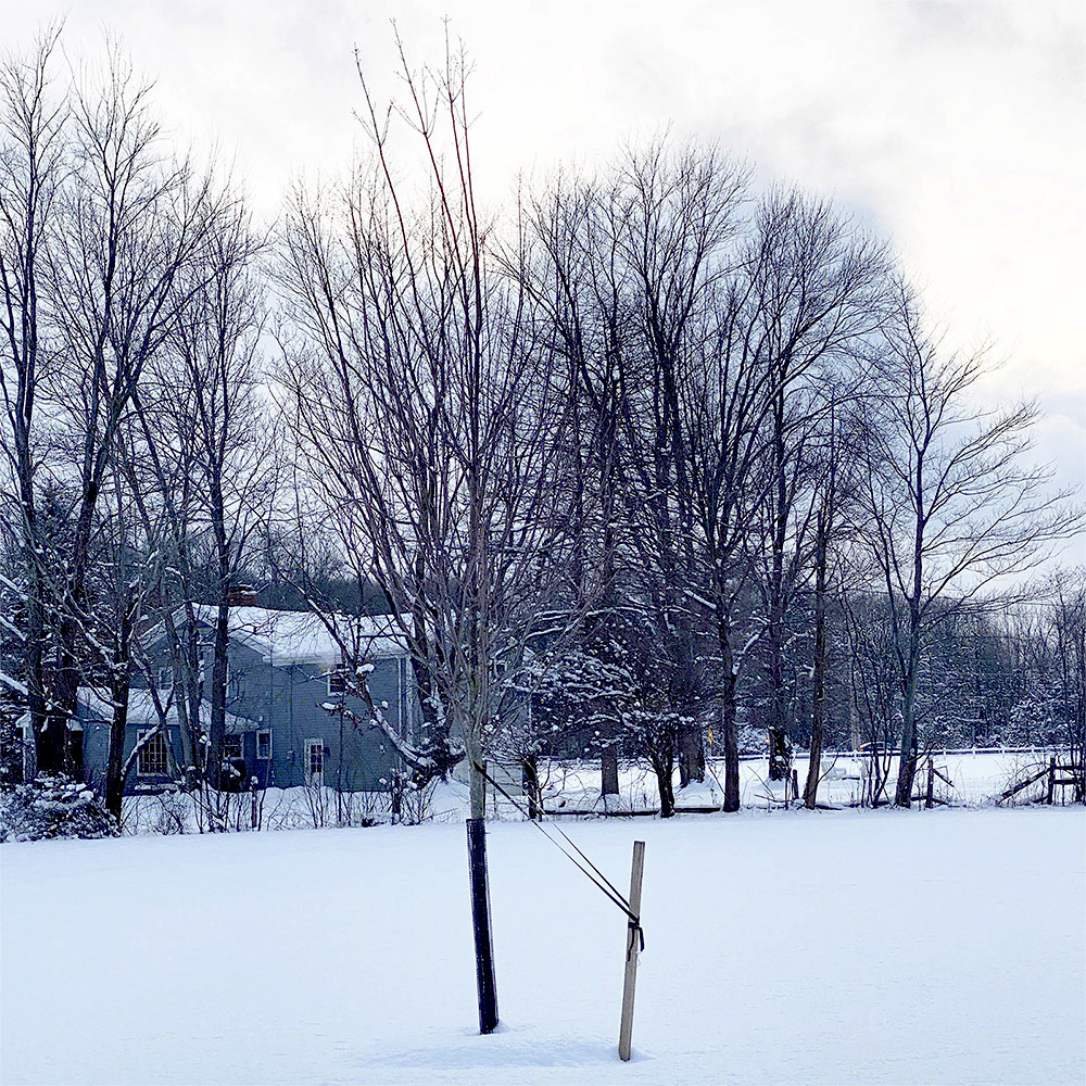 Tree Guard Protecting Tree Winter